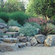 a rock garden with plants and rocks around it