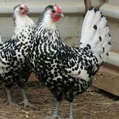 two black and white chickens standing next to each other