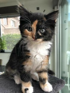 a small kitten sitting on top of a chair next to a glass door and looking at the camera