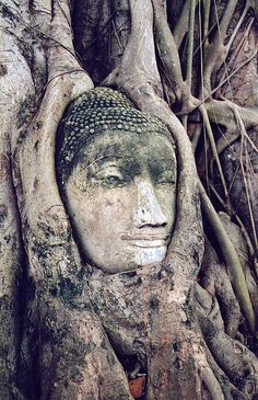 a buddha head in the middle of a tree with its roots growing up to it