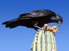 a large black bird perched on top of a cactus next to a blue sky in the background