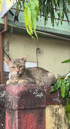 a cat sitting on top of a brick wall next to a planter filled with green leaves