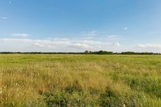 an empty field with tall grass and trees in the distance under a blue sky on a sunny day