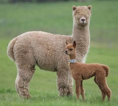 an adult and baby llama standing in the grass