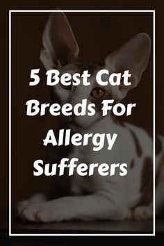 5 Best Cat Breeds For Allergy Sufferers - Tabbycatcorner Hyperallergic Cats, Non Shedding Cats, Best Cat Breeds For Allergies, Best Cat Breeds For First Time Owners, Allergic To Cats