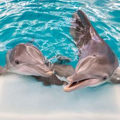 two dolphins playing with each other in the water