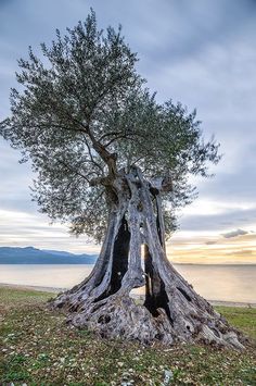 an old olive tree in the middle of a field with water and mountains in the background