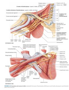 an image of the muscles and their major vessels in order to describe what they are