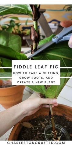 How To Care For A Fiddle Leaf Plant, How To Propagate Fiddle Leaf Tree, Fiddle Fig Propagation, Fiddle Leaf Propagation, Fiddle Leaf Tree Propagation, How To Propagate Fiddle Leaf Fig, Ficus Propagation, Plant Propagation Ideas, Easy Plants To Propagate