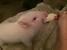 a person feeding a small white animal with a banana in it's mouth while sitting on a couch