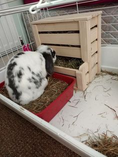 a black and white rabbit in a cage with hay on the floor next to it