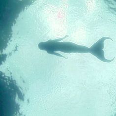 the shadow of a large fish in clear water