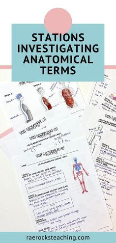 an image of anatomy and text that reads,'anatomical language activities '