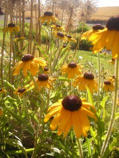 some yellow flowers are growing in the grass