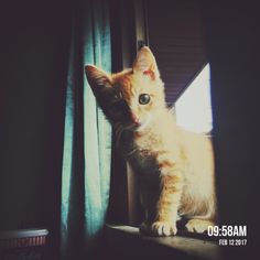 an orange kitten sitting on top of a window sill