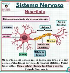 a diagram of the nervous system with words describing its functions and their corresponding structures in spanish