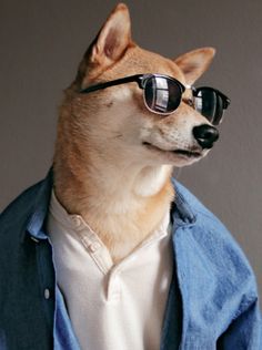 a dog wearing sunglasses and a denim jacket