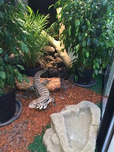 a small lizard is sitting on the ground in front of some potted plants and rocks