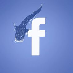 an image of a lizard that is floating in the air with facebook logo behind it