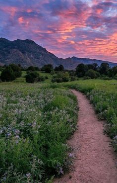 a dirt path in the middle of a field with flowers and mountains in the background