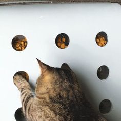 a cat is looking at several holes in the wall that are filled with dry food