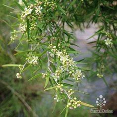 some white flowers and green leaves on a tree branch with water in the back ground