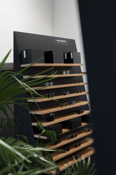 an eyeglass display in front of a potted plant and wall mounted glasses on shelves