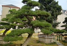 a bonsai tree in the middle of a park