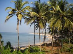 palm trees line the shore of a tropical beach