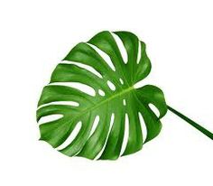 a large green leaf on a white background