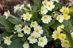 small yellow and white flowers growing in the ground