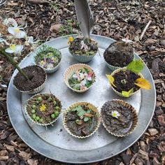 there are many plants in the tray on the ground