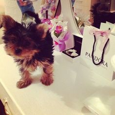 a small dog standing on top of a white counter next to a mirror and flowers