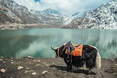 a yak standing on the side of a mountain next to a lake