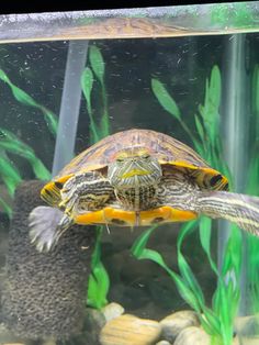 a turtle swimming in an aquarium filled with water