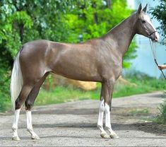 a woman is leading a horse on a leash down a dirt road with trees in the background