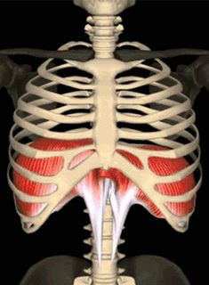 an x - ray view of the chest and ribs