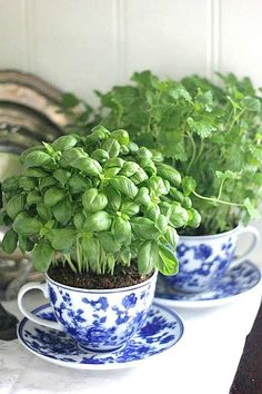 three blue and white cups with plants in them