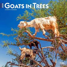 goats in trees on the cover of national parks and recreation bureau's annual report