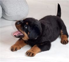 a black and brown dog laying on top of a white floor