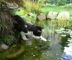 a black and white cat drinking water from a pond