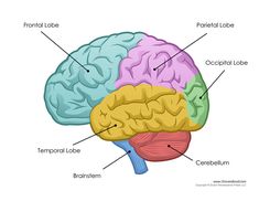 the human brain is labeled with labels