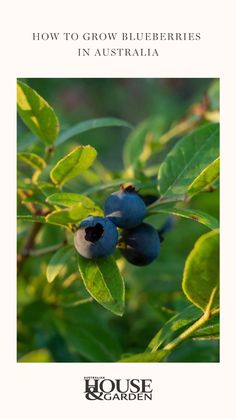 blueberries growing on a tree with the title how to grow blueberries in australia