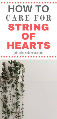 the words how to care for string of hearts are in front of a white wall