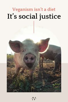 a pig standing on top of a grass covered field next to another pig in the background