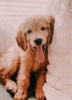 a brown dog laying on top of a bed next to a white blanket