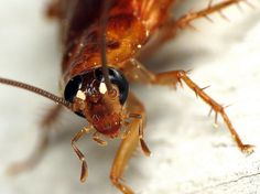 a close up of a cockroach on a white surface