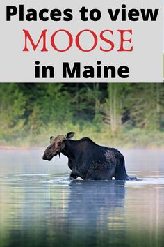 there is a moose in the water with trees in the background and text that reads places to view moose in maine