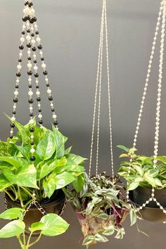 three potted plants with pearls hanging from them