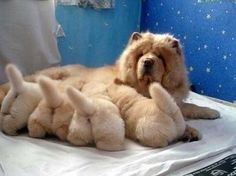 a fluffy dog laying on top of a bed